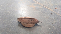 Gastropacha quercifolia