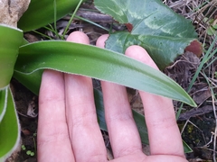 Scilla peruviana elongata