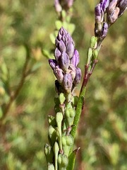 Comesperma calymega