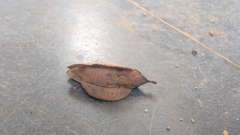 Gastropacha quercifolia