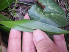 Scilla peruviana elongata