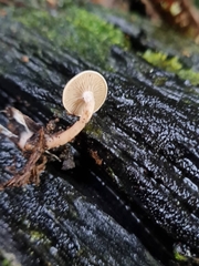 Pholiota pallidocaulis