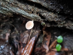 Pholiota pallidocaulis
