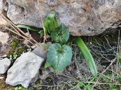 Scilla peruviana elongata