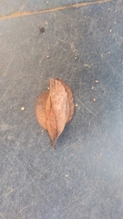 Gastropacha quercifolia