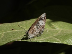 Arhopala birmana