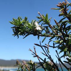 Westringia brevifolia