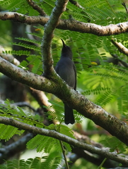 Myzomela cineracea