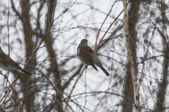 Turdus pilaris