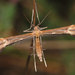 Rest-harrow Plume Moth - Photo (c) Vlad Proklov, some rights reserved (CC BY-NC)