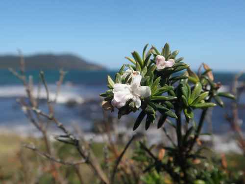Westringia brevifolia, photograph 1