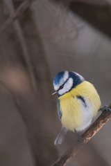 Cyanistes caeruleus