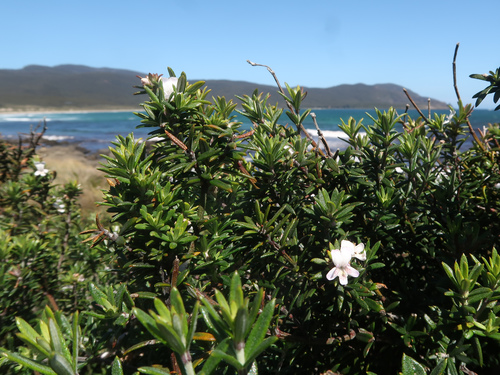 Image of Westringia brevifolia by no rights reserved