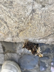 Vanessa atalanta