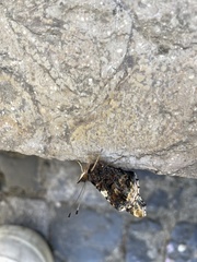 Vanessa atalanta