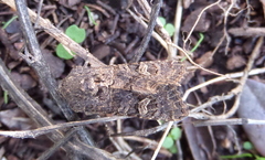 Aporophyla chioleuca