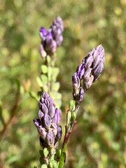 Comesperma calymega