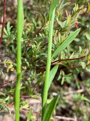 Comesperma calymega