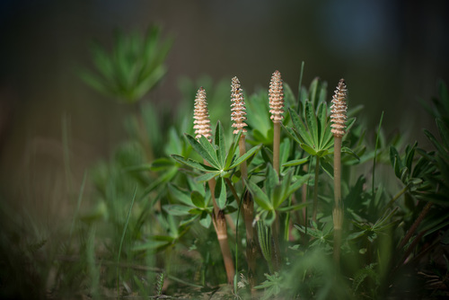 Equisetum arvense iNat (2)