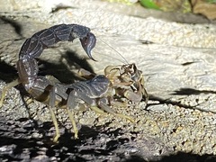 Parabuthus transvaalicus