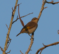 Conopophila albogularis