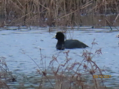 Fulica atra