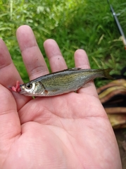 Alburnoides bipunctatus