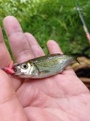 Alburnoides bipunctatus