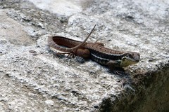 Leiocephalus cubensis