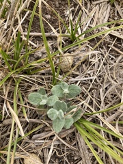 Pfaffia gnaphalioides