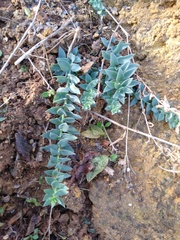 Linaria genistifolia