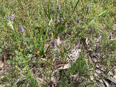 Comesperma calymega