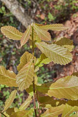 Quercus peduncularis