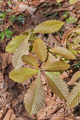 Quercus peduncularis