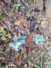 Linaria genistifolia