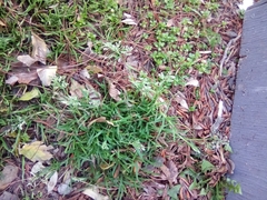 Poa annua