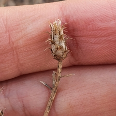 Centaurea parviflora