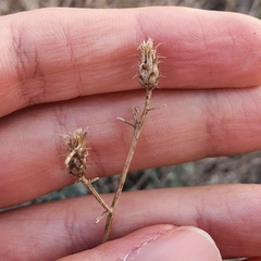 Centaurea parviflora
