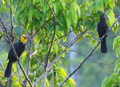 Rhabdotorrhinus exarhatus