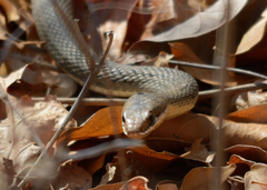 Philodryas nattereri