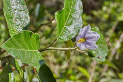 Solanum lanceolatum