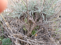 Centaurea parviflora