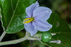 Solanum lanceolatum