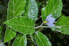 Solanum lanceolatum