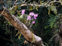 Cattleya harrisoniana