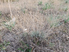 Centaurea parviflora