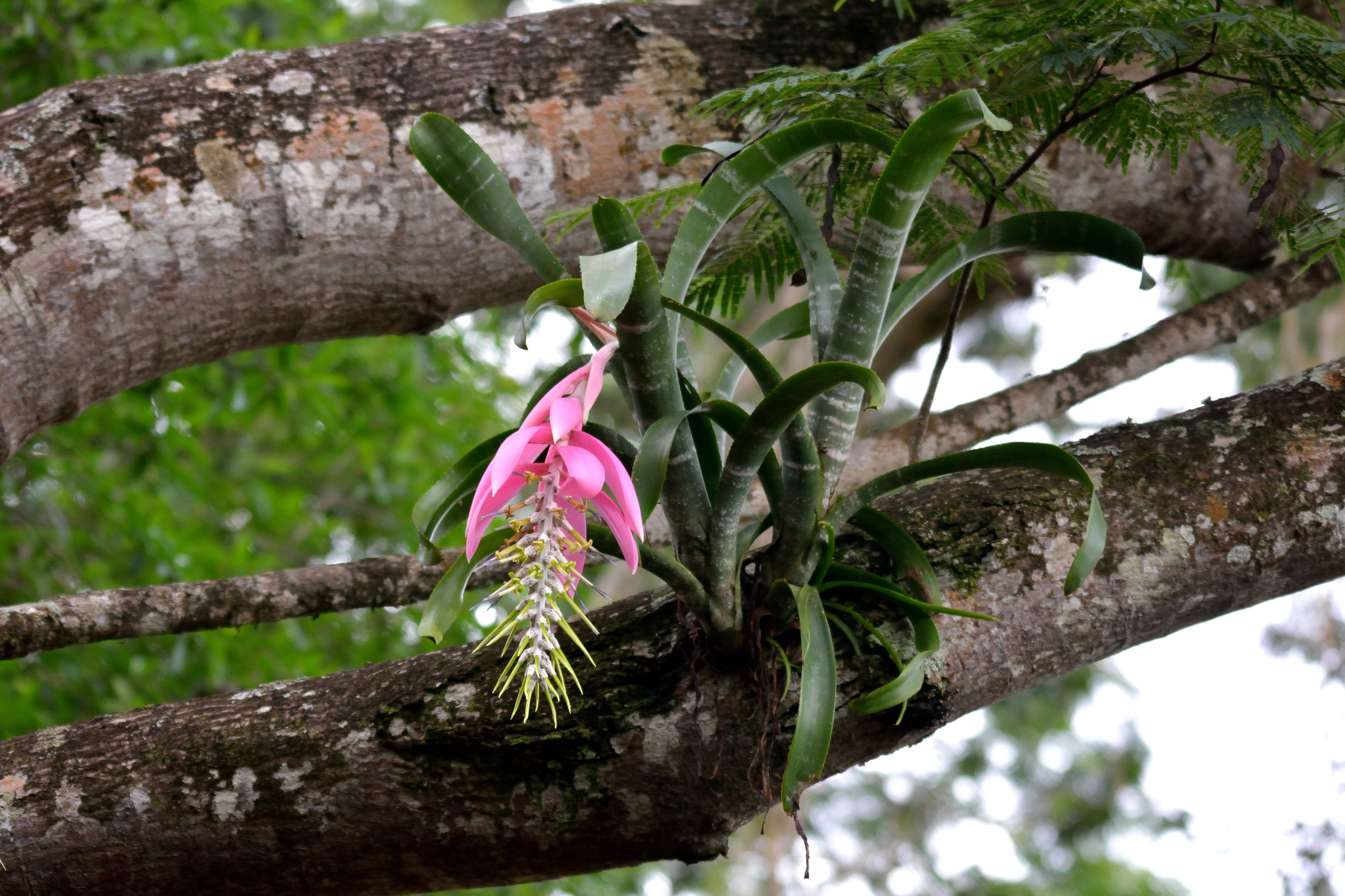 Billbergia zebrina