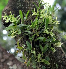 Epidendrum campaccii