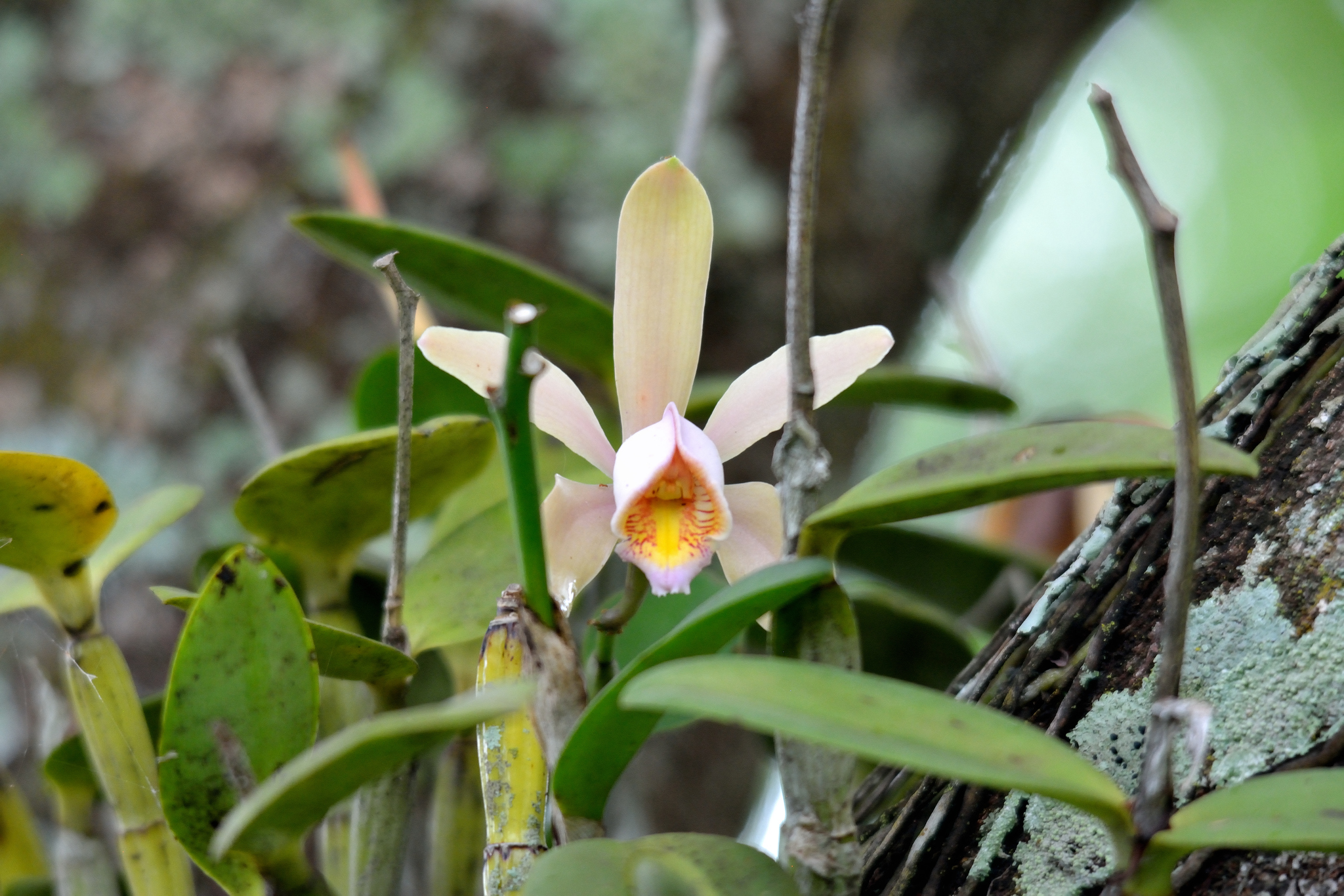 Cattleya forbesii