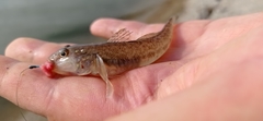 Neogobius fluviatilis